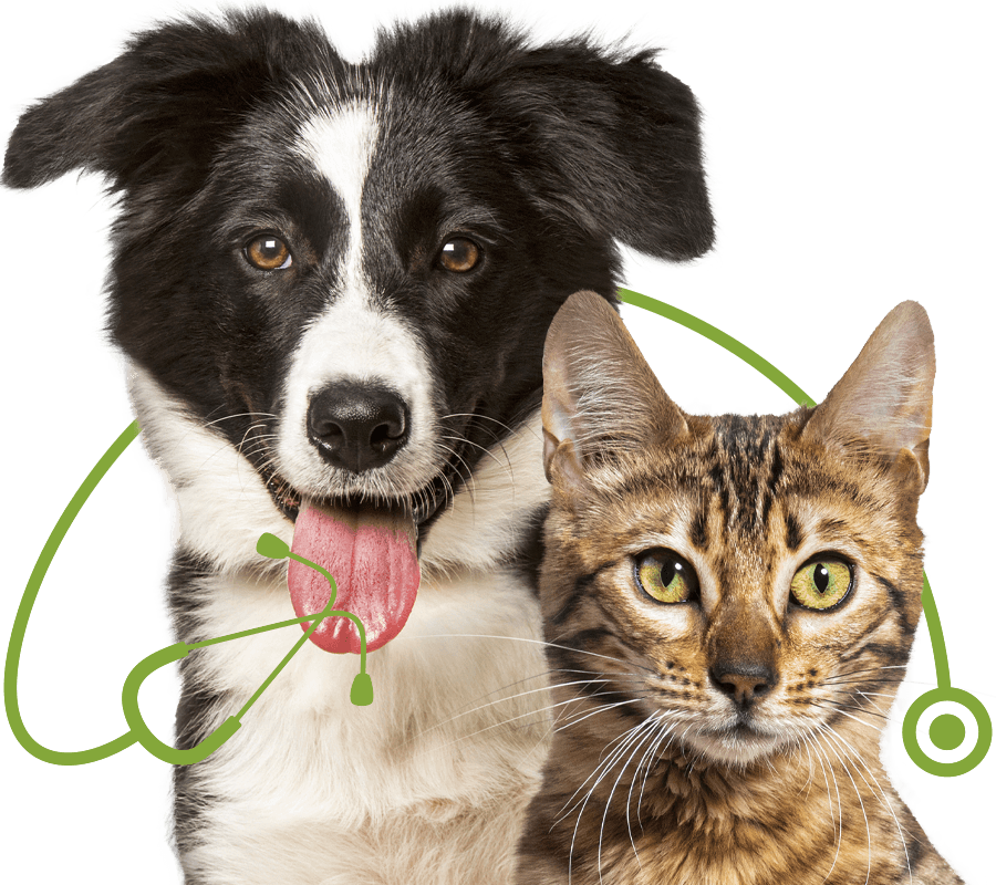 brown bengal cat and black and white border collie dog