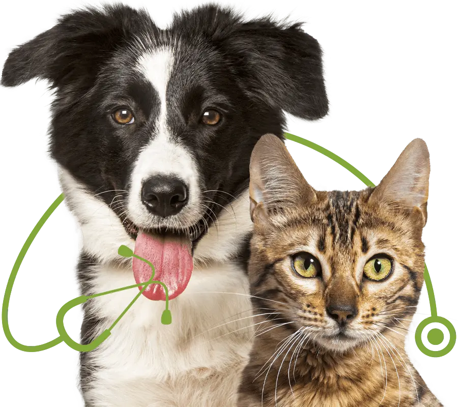brown bengal cat and black and white border collie dog