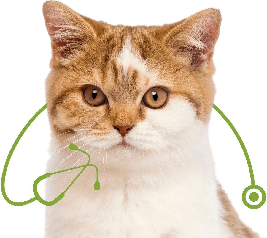 british shorthair kitten 3 months old sitting looking