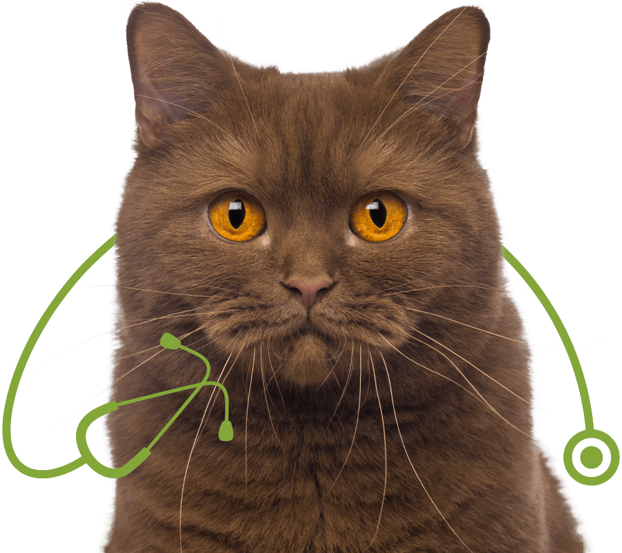 brown british shorthair cat with yellow eyes