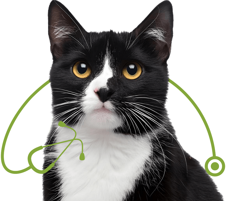 tuxedo cat sitting isolated white background