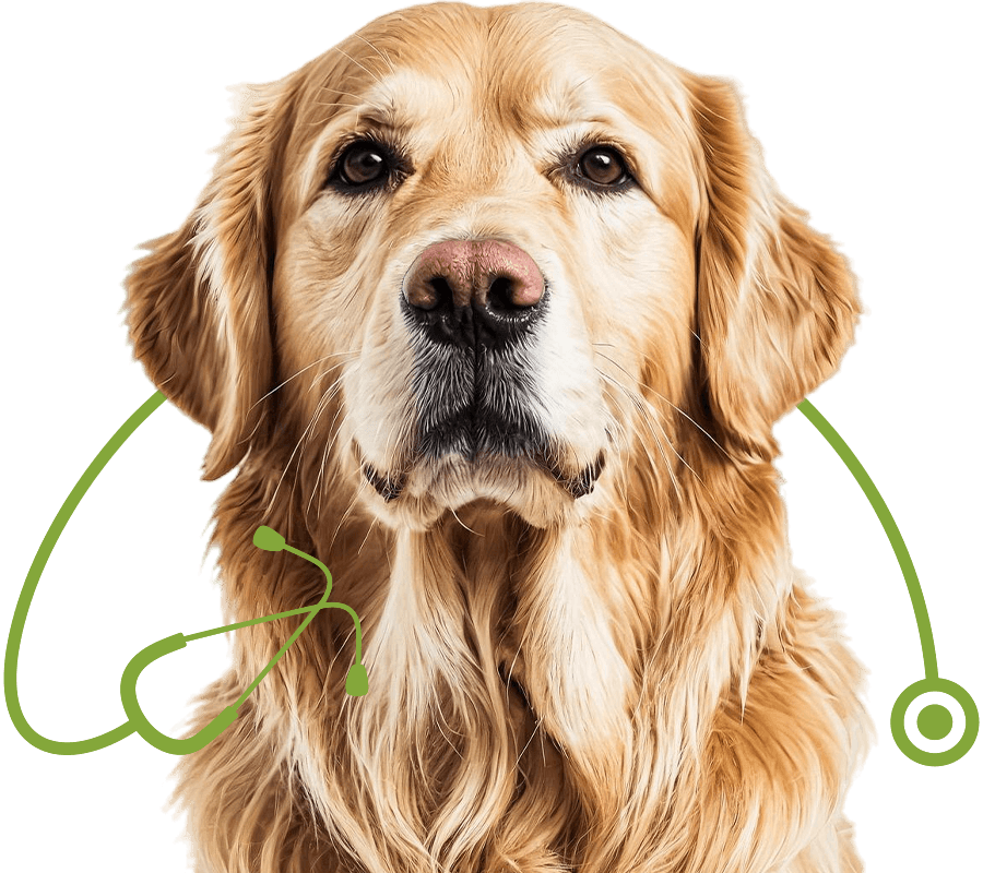 golden retriever dog looking camera with curious expression