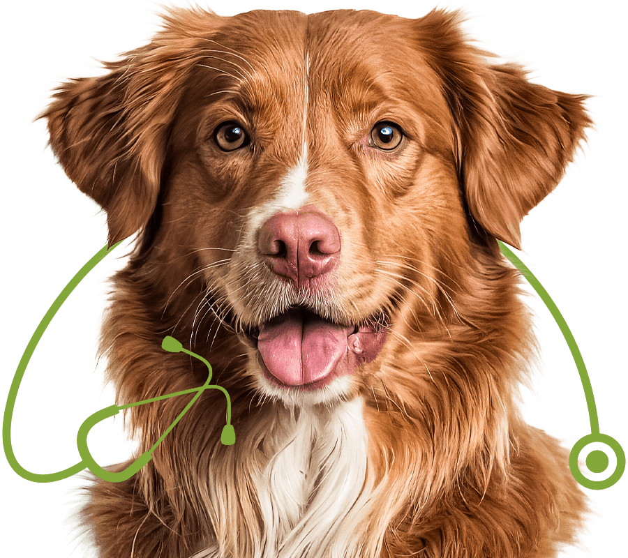 happy nova scotia duck tolling retriever dog looking camera