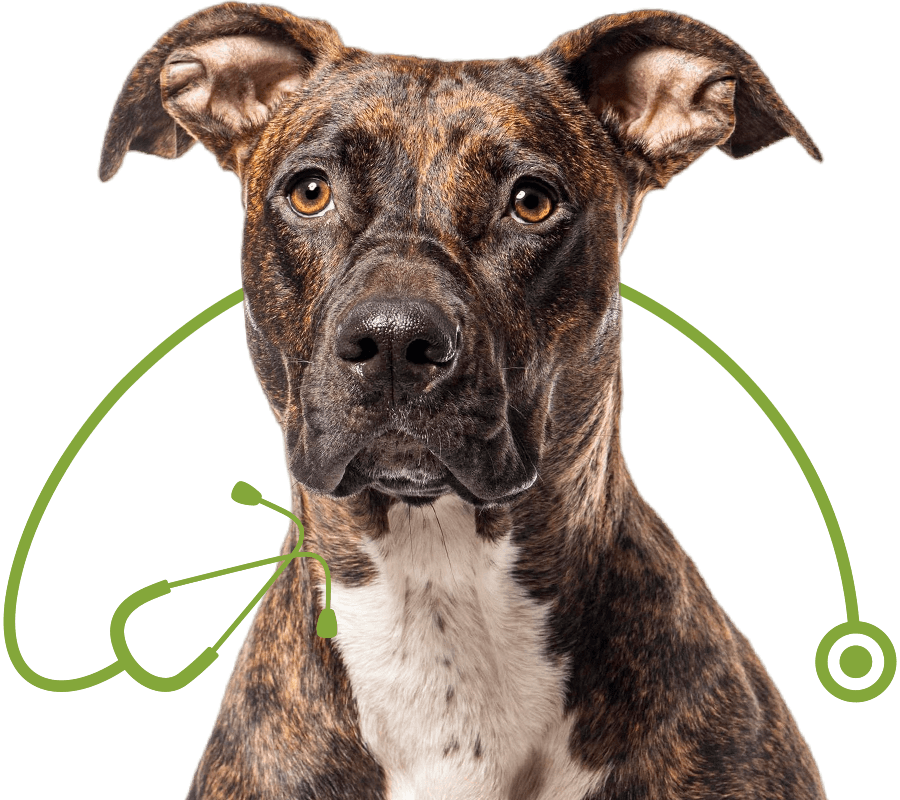 head shot brindle mongrel dog isolated