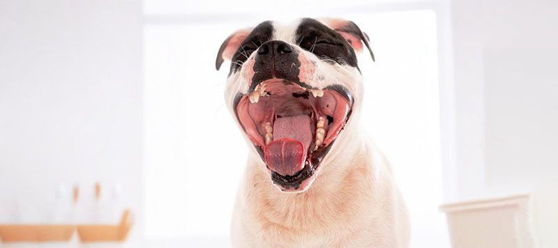 dog showing its teeth with its mouth open