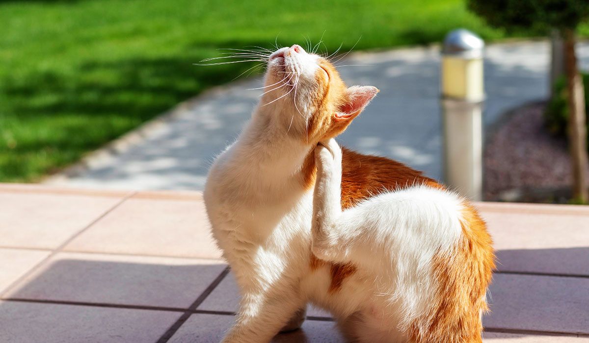 spring-allergies-orange-cat-itchy-ear