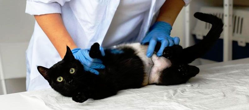 vet checking cat abdomen