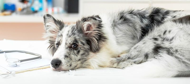 dog on the table after getting a microchip
