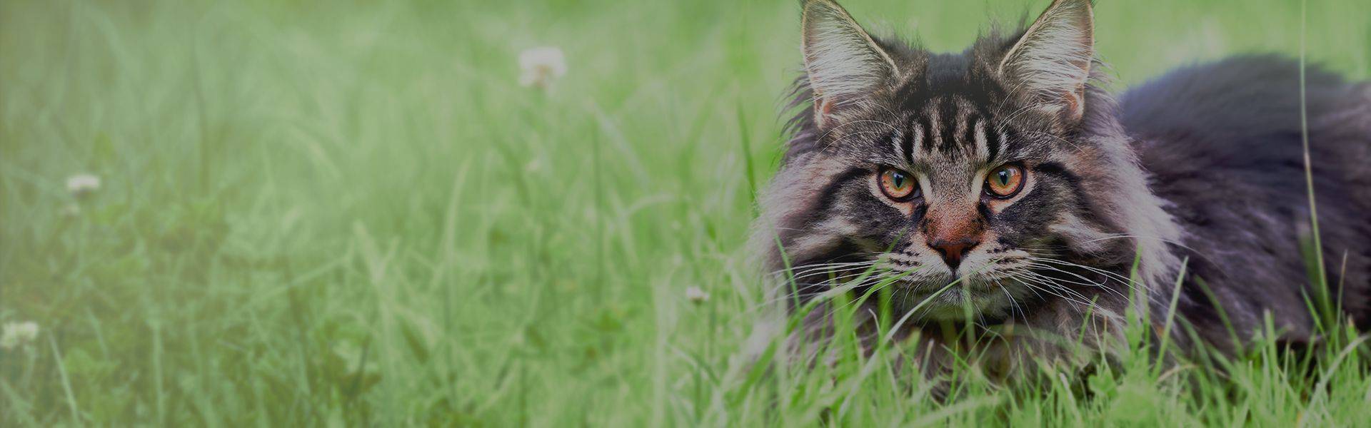 beautiful large fluffy cat lying down on green grass