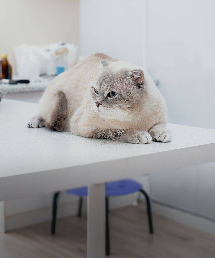 white cat after surgery