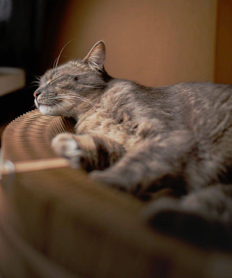 cat end-of-life support