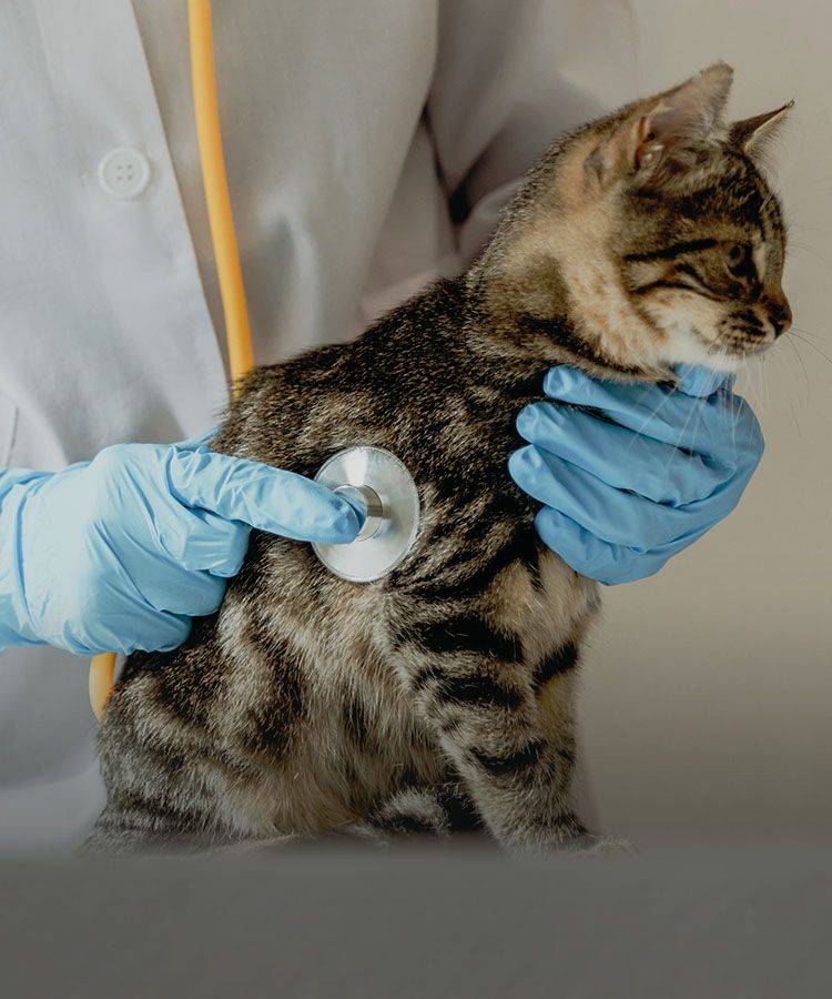 vet checking striped kitten