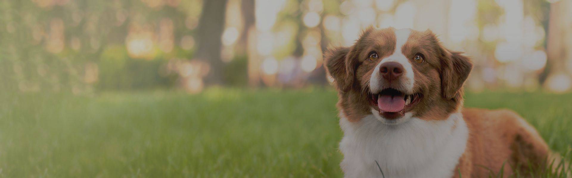 beautiful brown and white dog lying in the grass