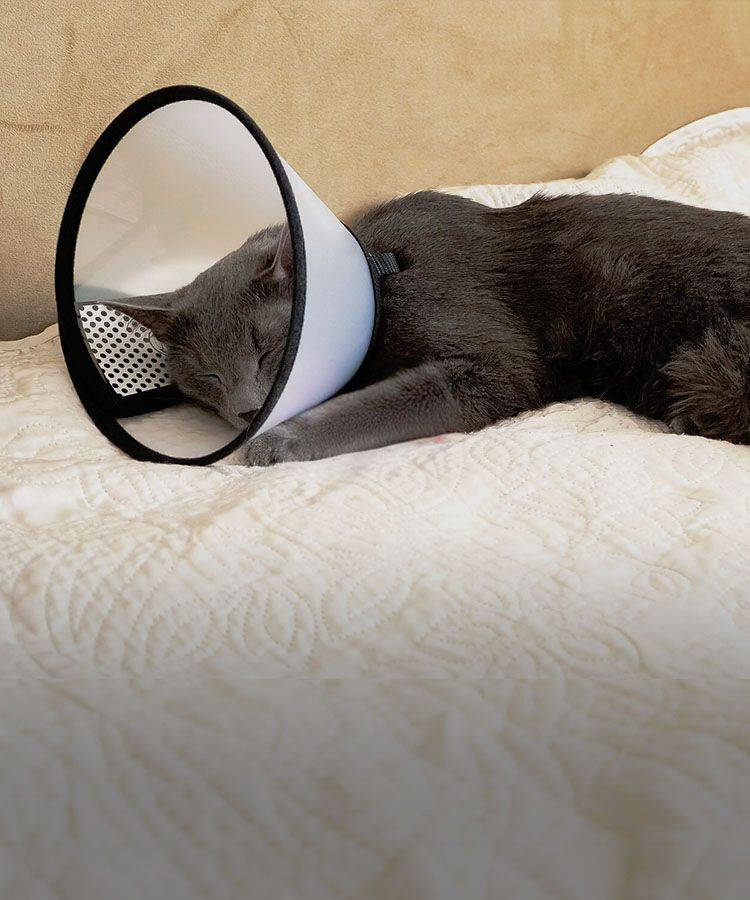 dark gray cat after spay and neuter surgery