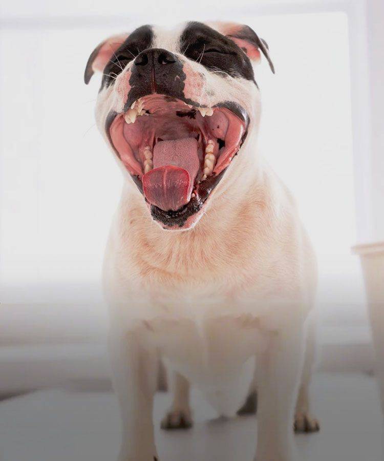 dog showing its teeth with its mouth open
