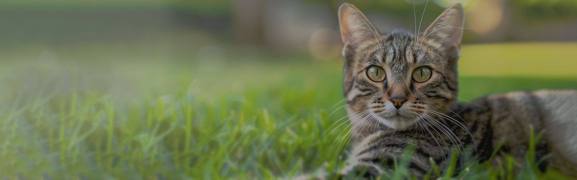 adult striped cat lying down on green grass