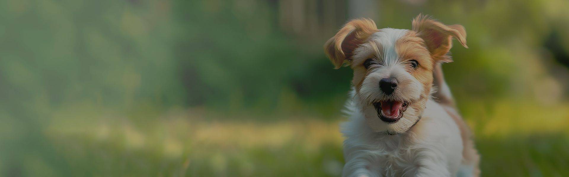 happy jack russell puppy running