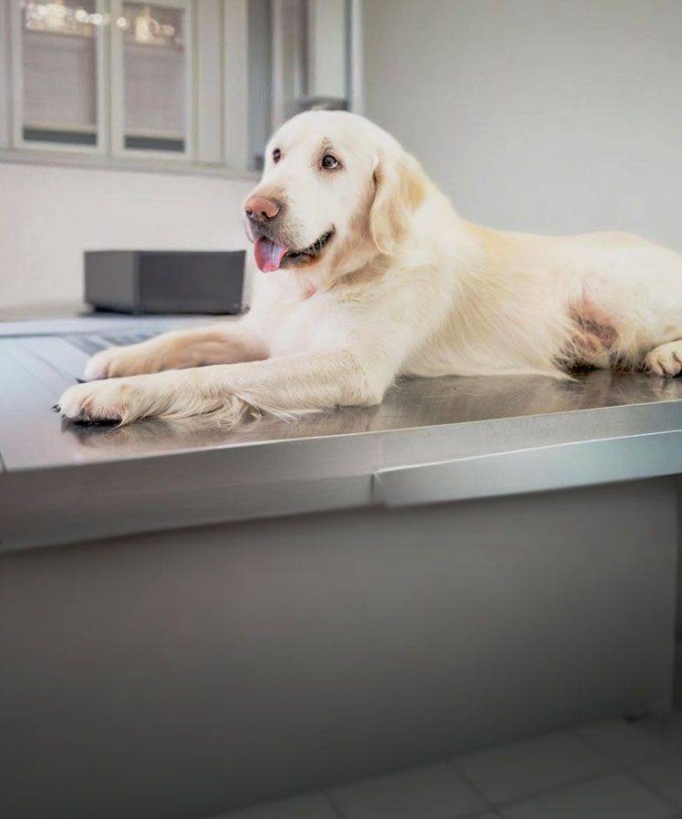 white dog waiting on table for its vaccine