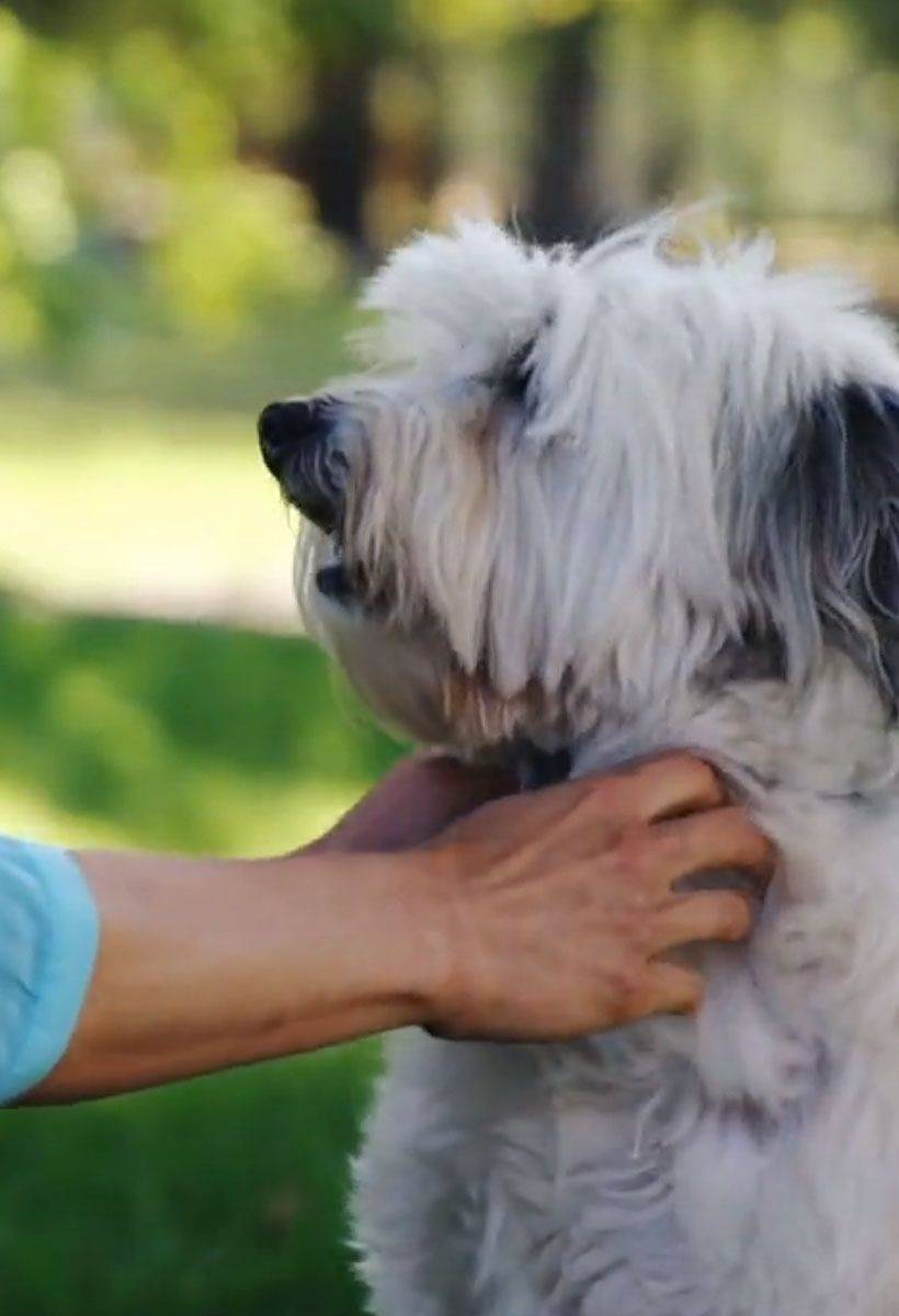 woman playing with her dog in the park