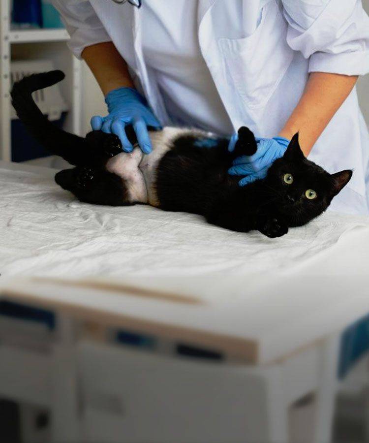 vet checking striped kitten