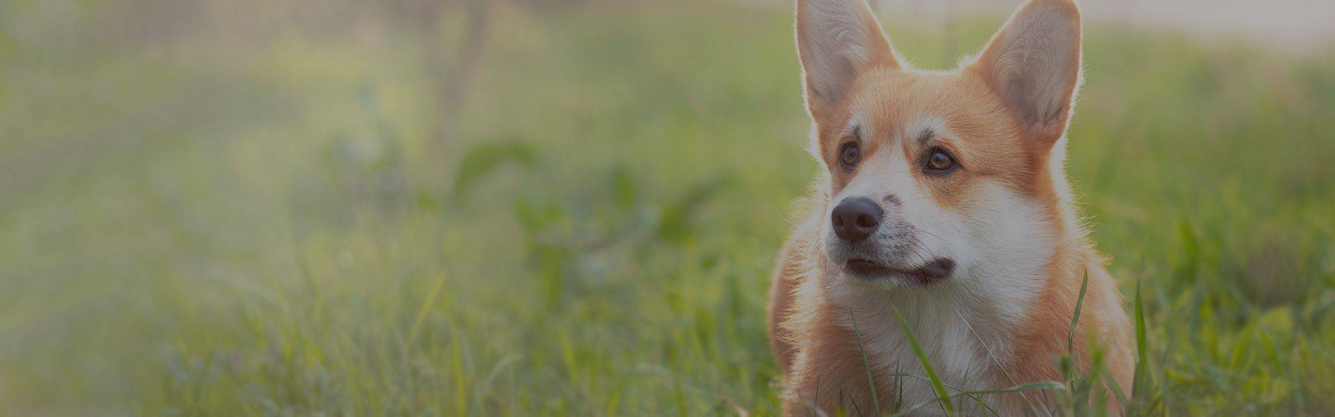 beautiful corgi dog lying down on green grass
