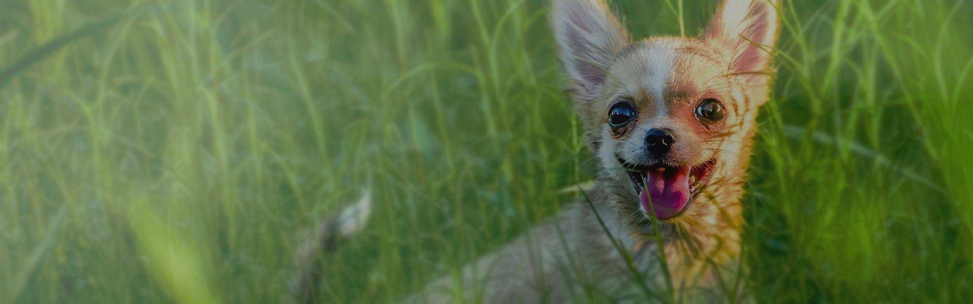 funny furry chihuahua dog among green grass