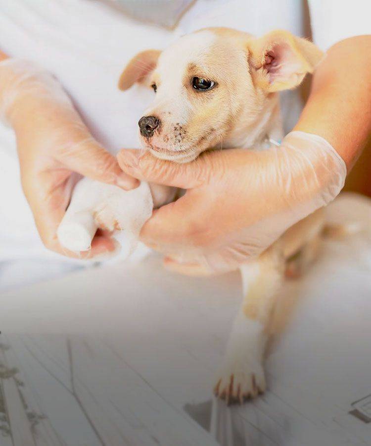 vet bandaging paw of a mongrel dog