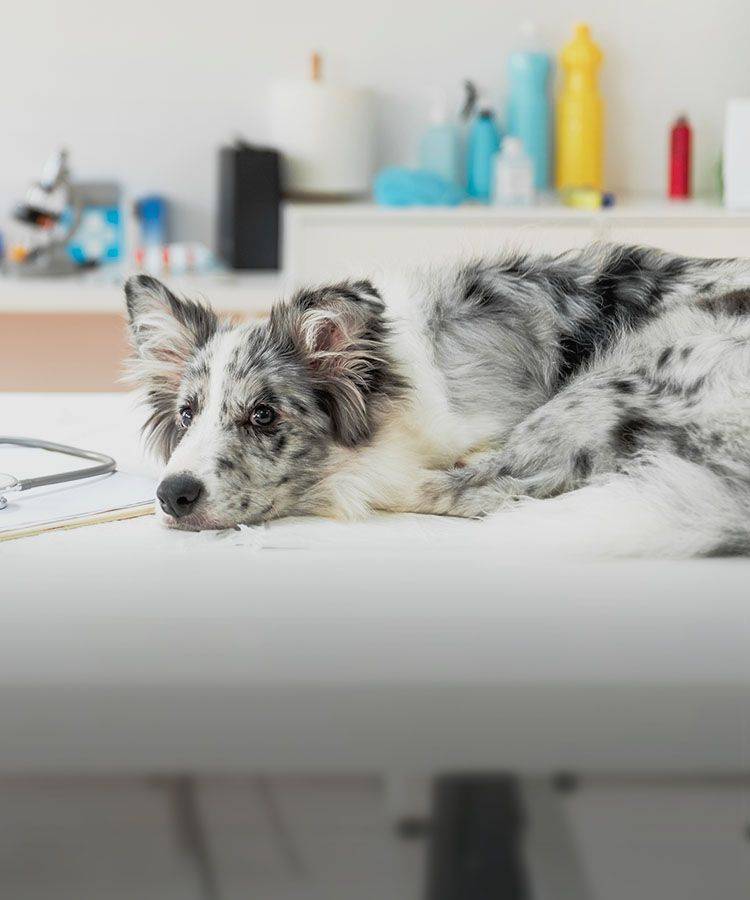 dog on the table after getting a microchip