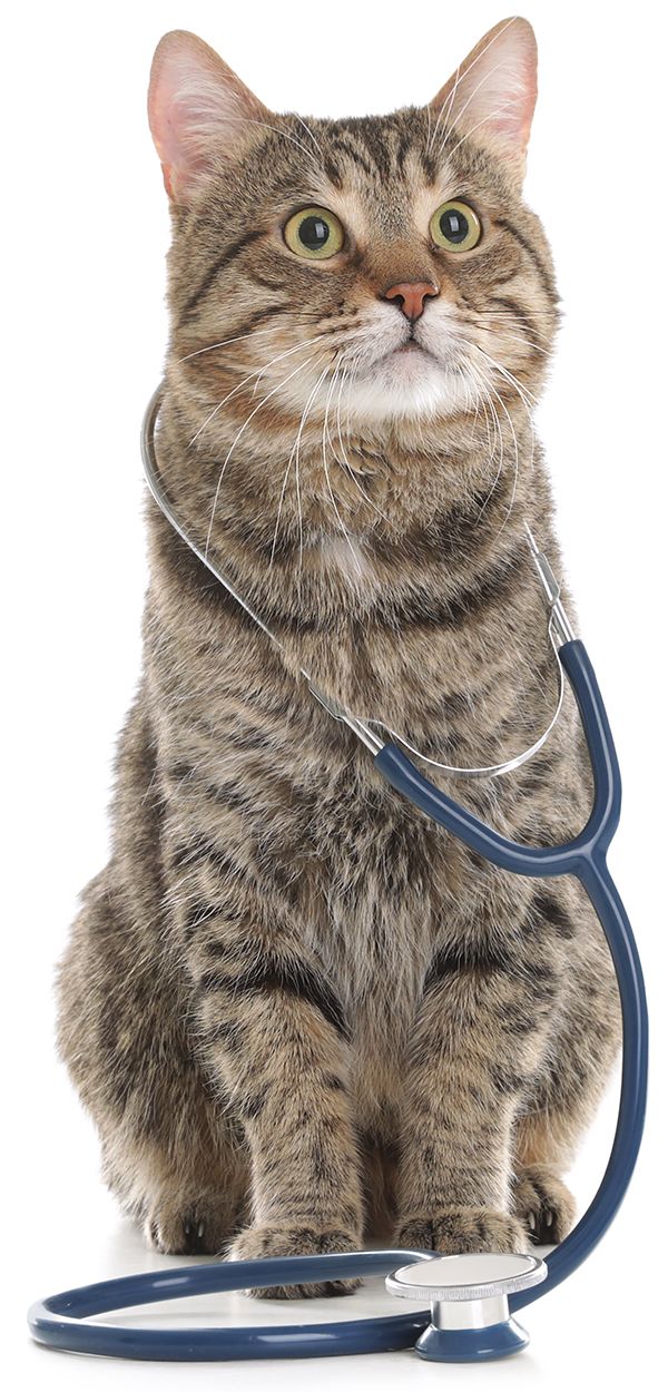 striped cat with a stethoscope on its neck
