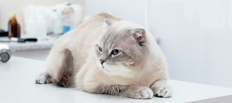 white cat after surgery