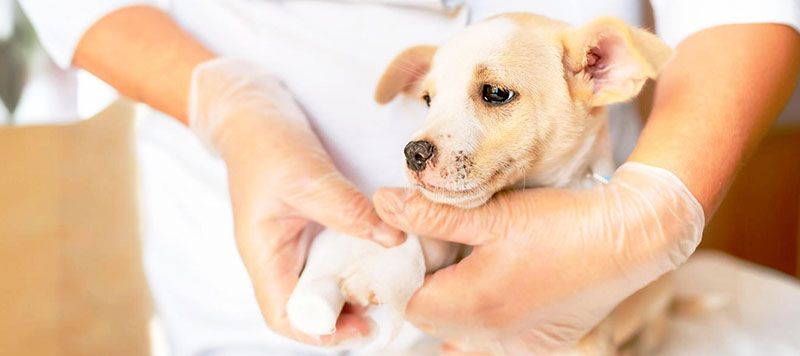 dog being bandaged by a veterinarian