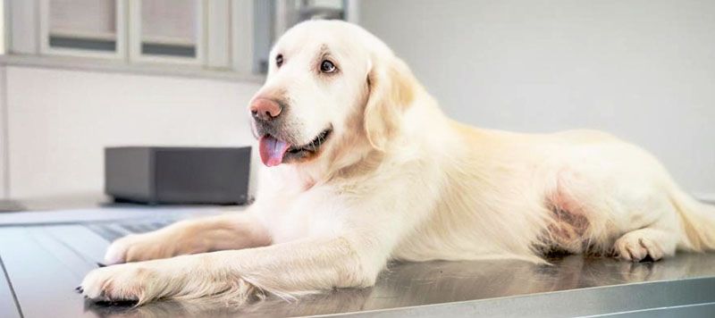 white dog waiting for its vaccine