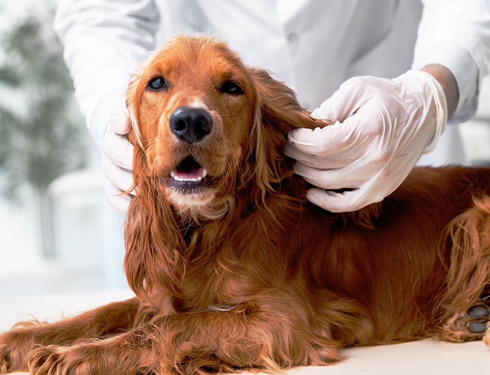 furry brown dog at the vet