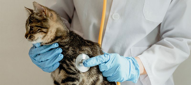 veterinarian listens to the heartbeat of a kitten